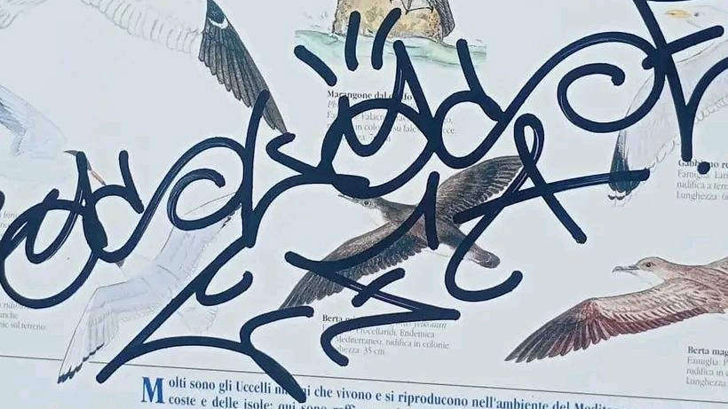 Brutta sorpresa, ieri mattina, per i volontari del Wwf. Ignoti hanno infatti imbrattato tutti i pannelli informativi che l’associazione ha... Brutta sorpresa, ieri mattina, per i volontari del Wwf. Ignoti hanno infatti imbrattato tutti i pannelli informativi che l’associazione ha...