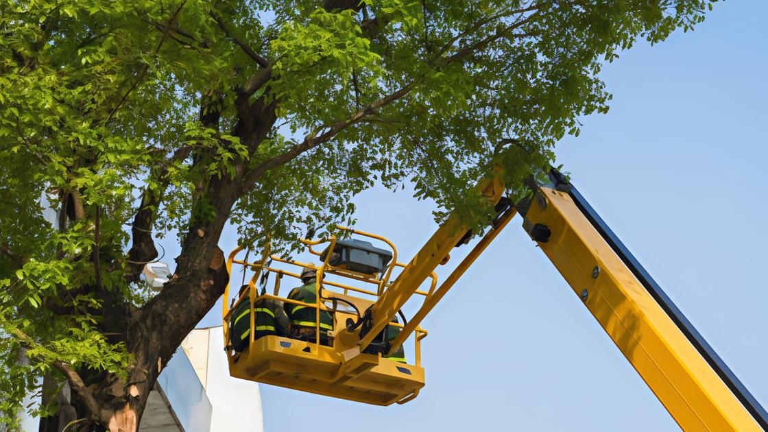 Piano manutenzione verde urbano. Centomila euro di interventi. Dalle potature a nuovi alberi