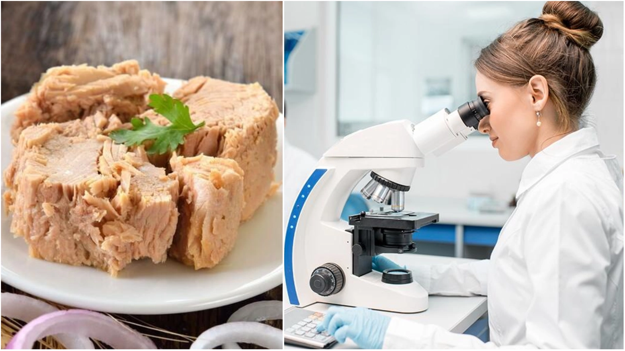 Le analisi sul tonno contaminato per capire i motivi dell'intossicazione Le analisi sul tonno contaminato per capire i motivi dell'intossicazione