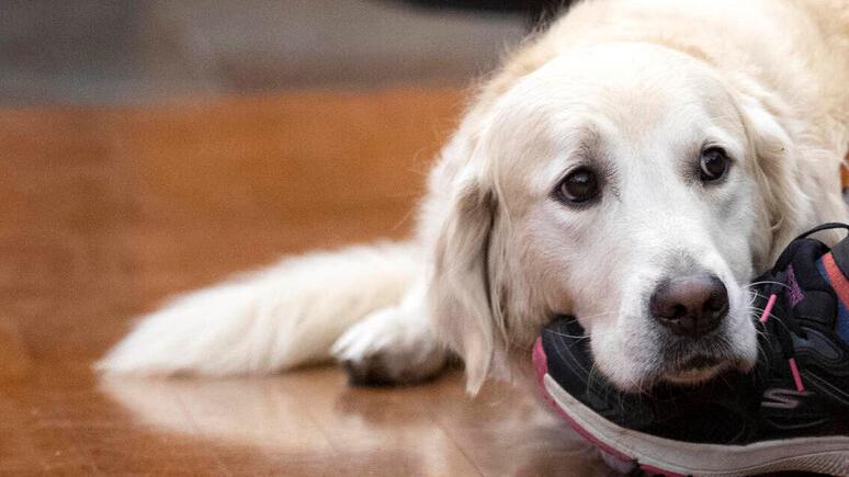 le ceneri degli animali da affezione sepolte con i padroni approvata la legge in toscana