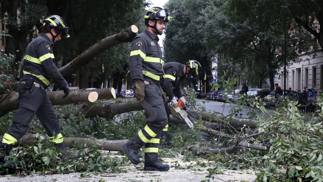 Firenze, cade un ramo in via Masaccio. Danneggiato un semaforo Firenze, cade un ramo in via Masaccio. Danneggiato un semaforo