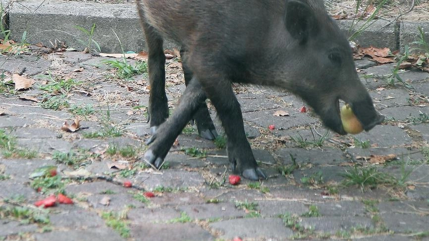 Fermate la strage dei cinghiali. È l’appello della sezione ternana dell’Ente nazionale protezione animali (Enpa), che riporta la protesta... Fermate la strage dei cinghiali. È l’appello della sezione ternana dell’Ente nazionale protezione animali (Enpa), che riporta la protesta...