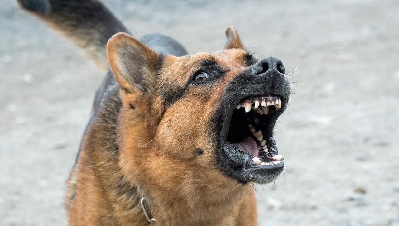 Azzannò tre persone a Pasqua, cane in terapia e verifiche sul proprietario Azzannò tre persone a Pasqua, cane in terapia e verifiche sul proprietario