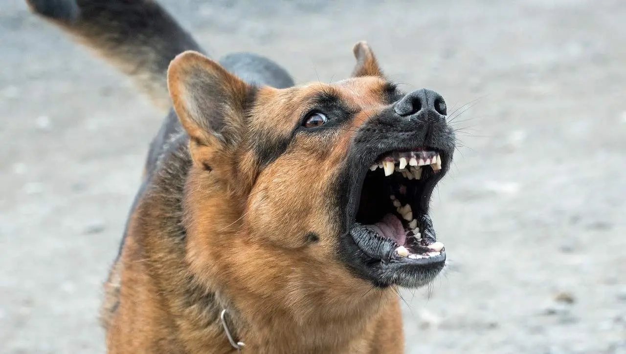 Azzannò tre persone a Pasqua, cane in terapia e verifiche sul proprietario
