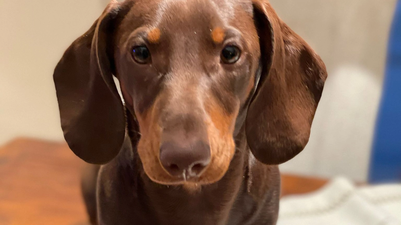 Dodo, il cane che fa compagnia a chi soffre di Alzheimer