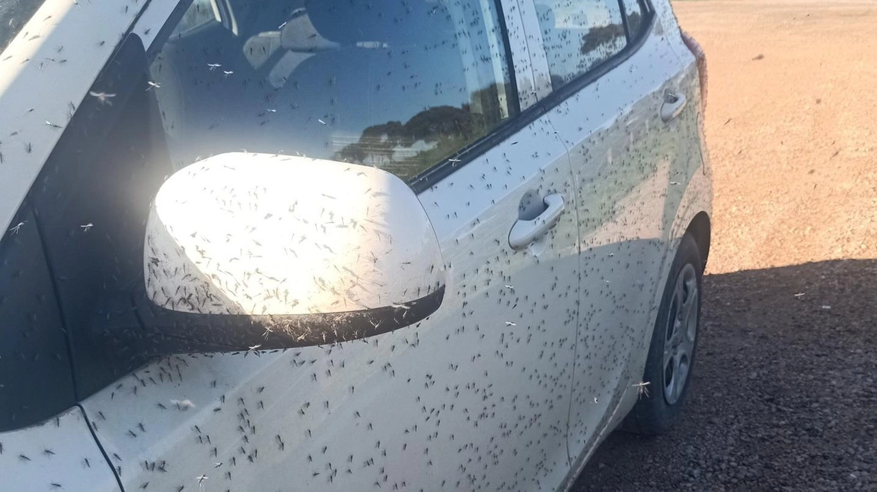 Un’auto «assediata» dai moscerini che ormai da settimane stanno creando gravi disagi a cittadini e imprenditori Un’auto «assediata» dai moscerini che ormai da settimane stanno creando gravi disagi a cittadini e imprenditori