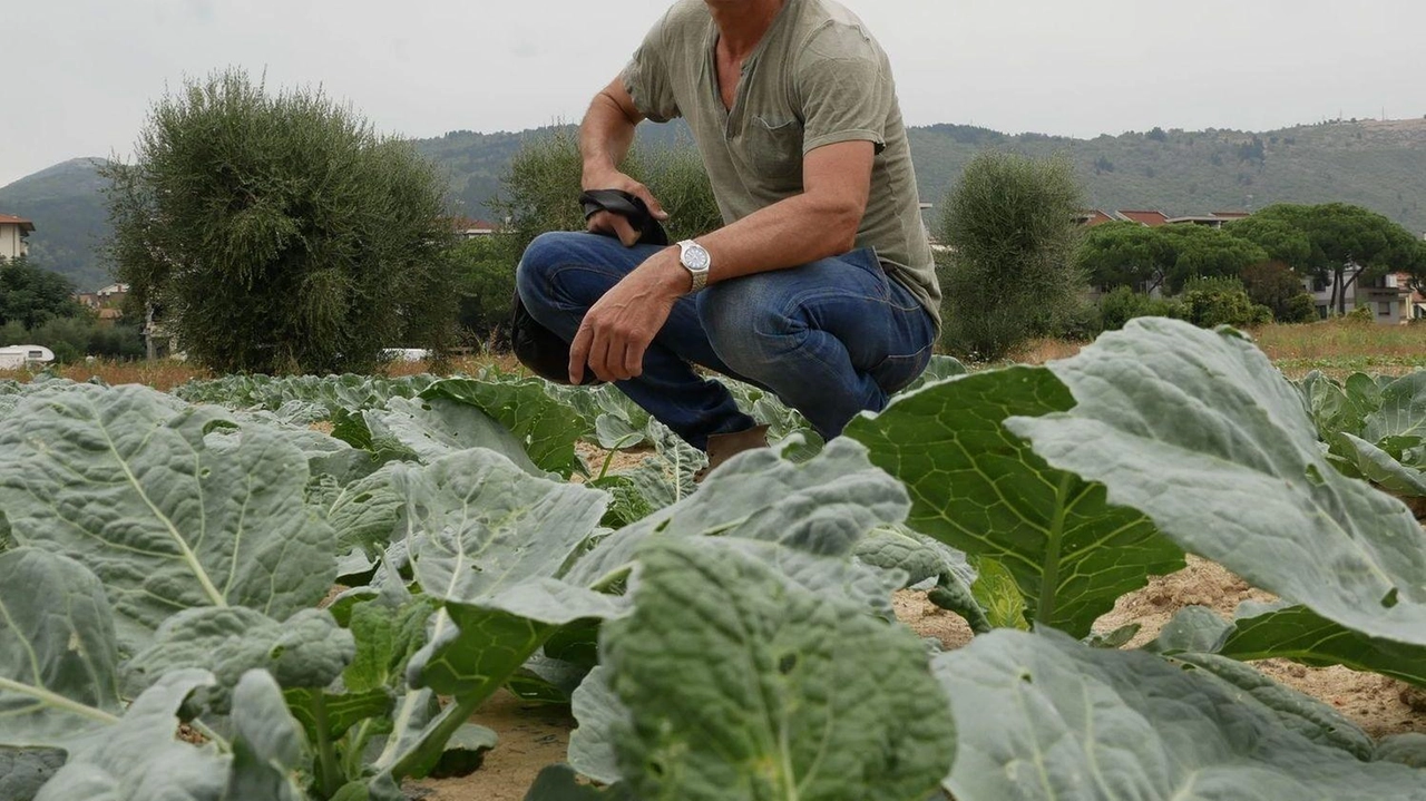 Paolo Colzi, agricoltore in prima linea nei progetti bio e presidente di GranPrato Paolo Colzi, agricoltore in prima linea nei progetti bio e presidente di GranPrato