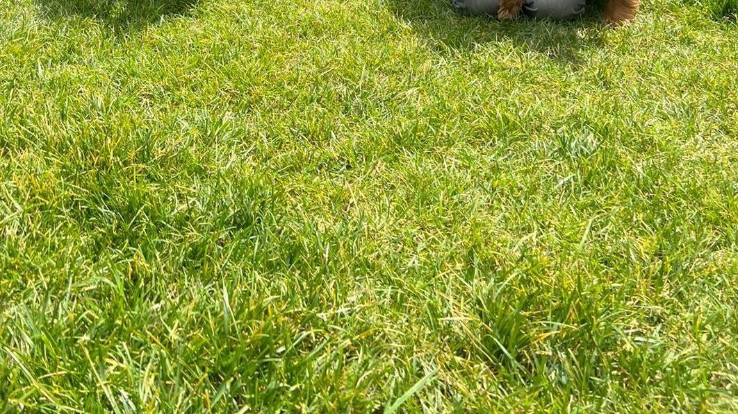 Conquistati con un sorriso. Così Sasha ha trovato casa e un compagno di giochi