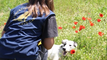 Luli, cagnolina salvata. Il padrone la maltrattava
