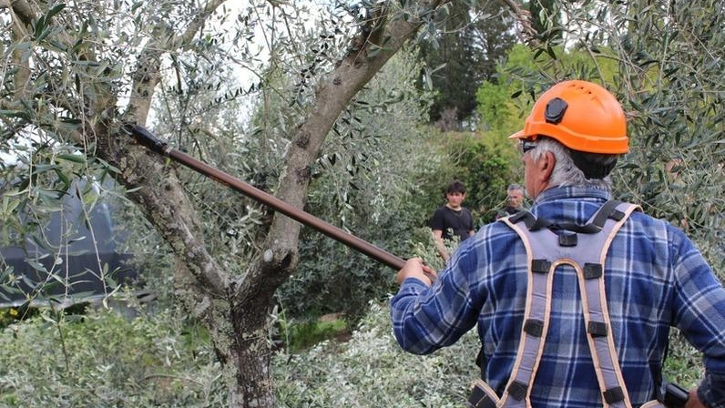 Gianluca Bovoli, presidente del consorzio per i Monti Pisani: "Pericolo stagionale scongiurato. Ma la canicola favorisce la caduta anticipata delle olive. Importante informare i produttori". Gianluca Bovoli, presidente del consorzio per i Monti Pisani: "Pericolo stagionale scongiurato. Ma la canicola favorisce la caduta anticipata delle olive. Importante informare i produttori".