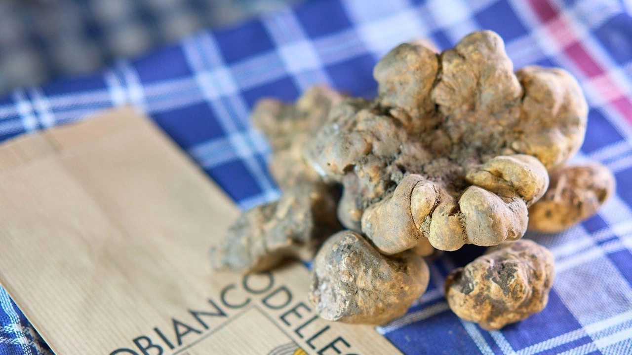Ecco il programma dell’ultimo fine settimana dedicato alla Mostra Mercato del Tartufo bianco Ecco il programma dell’ultimo fine settimana dedicato alla Mostra Mercato del Tartufo bianco