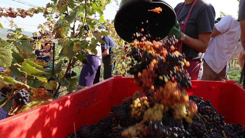Un momento della vendemmia; in alto Giovanni Busi del. Consorzio del Chianti Un momento della vendemmia; in alto Giovanni Busi del. Consorzio del Chianti
