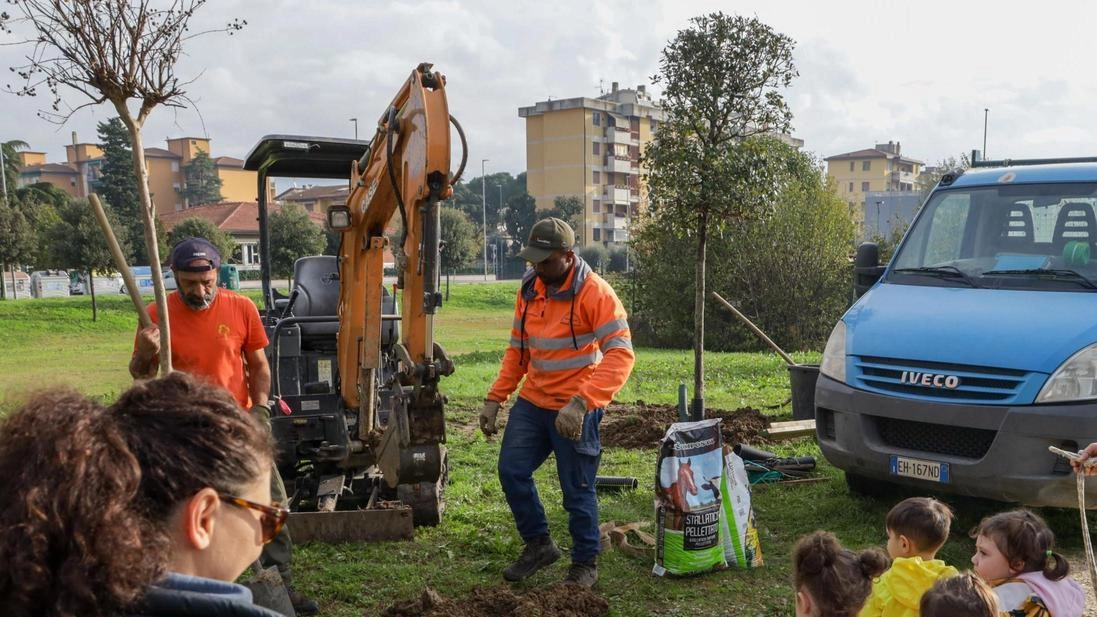 I bambini di quarta e quinta della scuola elementare La Massa hanno aiutato a piantare. venti olivi nella nuova area verde di via Nannicione I bambini di quarta e quinta della scuola elementare La Massa hanno aiutato a piantare. venti olivi nella nuova area verde di via Nannicione