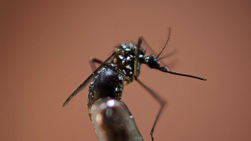 Dengue, ’istruzioni per l’uso’. Quarto caso in Umbria nel 2024: "Chi viaggia si può vaccinare"