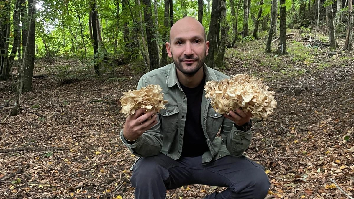 Roberto Carta, ingegnere e cercatore di funghi di Montemurlo, con il raro esemplare di Grifola Frondosa Maitake, da un chilo e 600 grammi, trovato nei boschi pistoiesi Roberto Carta, ingegnere e cercatore di funghi di Montemurlo, con il raro esemplare di Grifola Frondosa Maitake, da un chilo e 600 grammi, trovato nei boschi pistoiesi