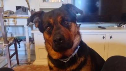 Il cane Larry, fuggito dopo l'incidente accaduto sulla Variante Aurelia, all'altezza di Chioma