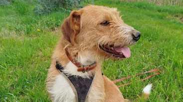 Tre cani salvati grazie al vicino Sempre chiusi nel box: chiama la Lav Tre cani salvati grazie al vicino Sempre chiusi nel box: chiama la Lav