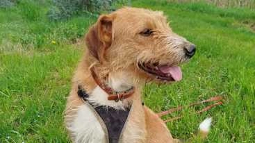 Uno dei cagnolini salvati Uno dei cagnolini salvati