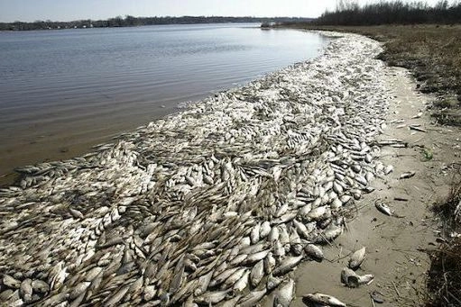 Pesci morti nella laguna di Orbetello