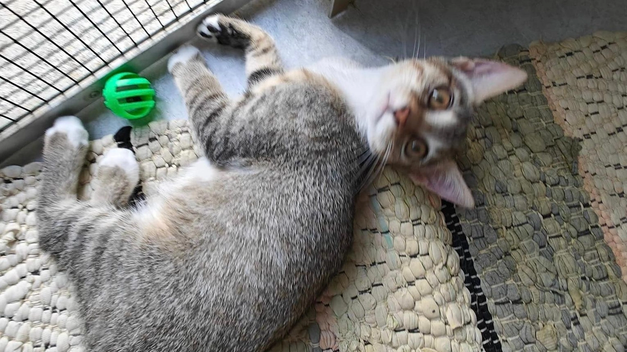 Gioia mentre gioca con la sua pallina preferita nel gattile di San Venerio Gioia mentre gioca con la sua pallina preferita nel gattile di San Venerio