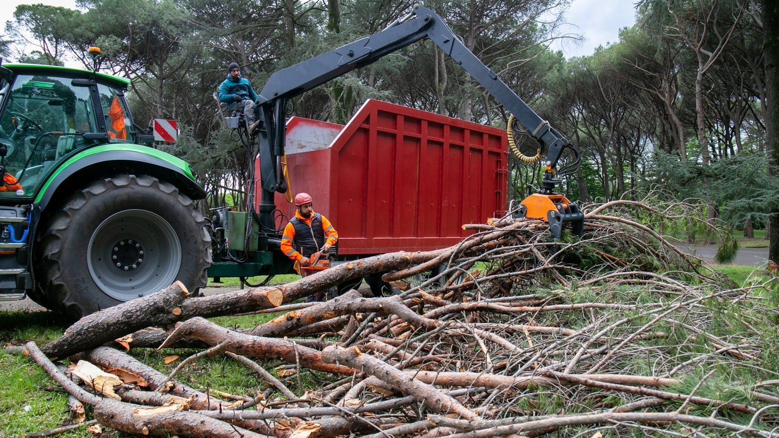 Taglio e rimozione degli alberi nella pineta di Montecatini