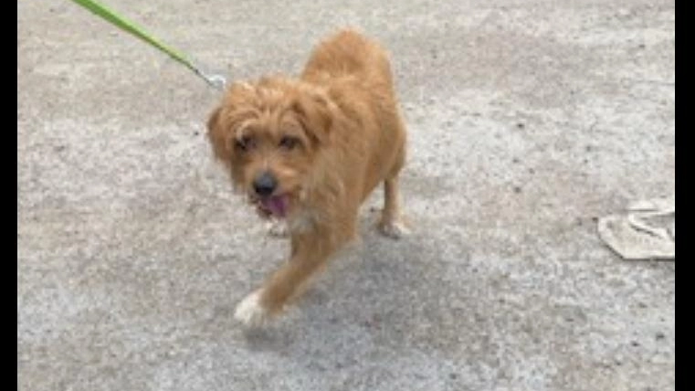 Il cane Poldo del pensionato di Talla che ha chiesto aiuto ai carabinieri Il cane Poldo del pensionato di Talla che ha chiesto aiuto ai carabinieri