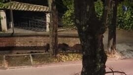 Il branco avvistato da alcuni passanti in viale Roma a Perugia Il branco avvistato da alcuni passanti in viale Roma a Perugia