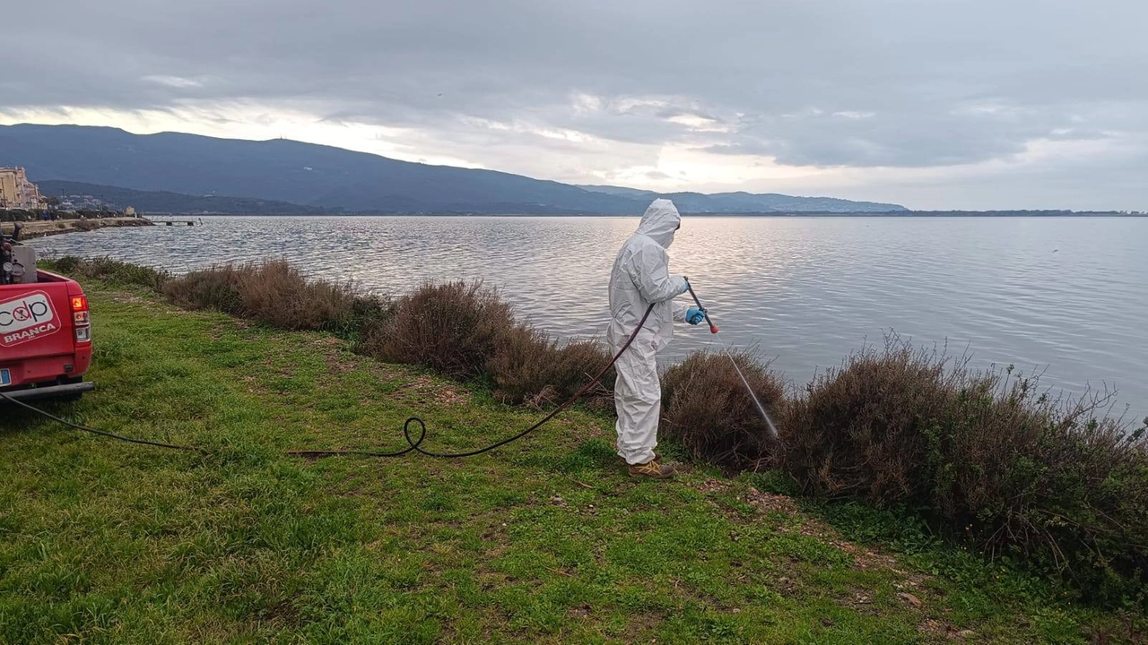 Disinfestazione alla Laguna di Orbetello, che in questa giorni è letteralmente invasa dai moscerini