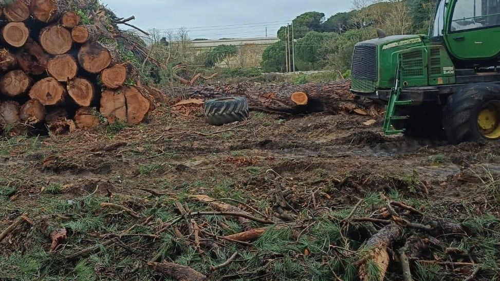 Una catasta di pini tagliati a Coltano Una catasta di pini tagliati a Coltano