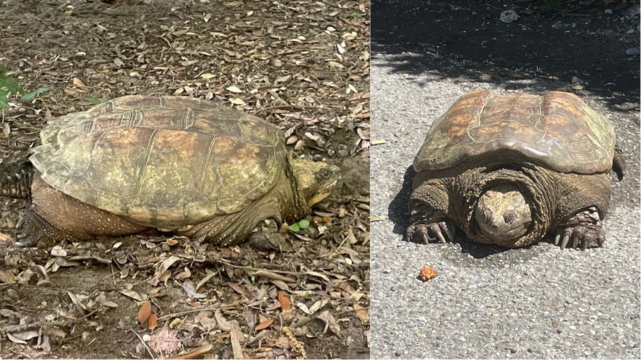 La tartaruga ritrovata a Empoli La tartaruga ritrovata a Empoli
