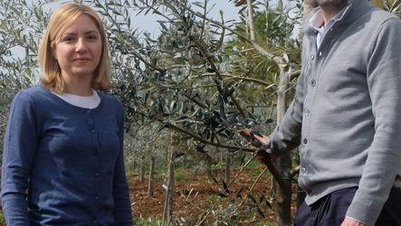 L’azienda agricola Berti produce extravergine d’eccellenza da quattro generazioni L’azienda agricola Berti produce extravergine d’eccellenza da quattro generazioni