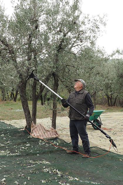 Olio, verso un crollo della produzione. Periodo difficile nei frantoi