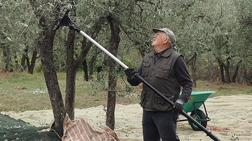 Olio, verso un crollo della produzione. Periodo difficile nei frantoi