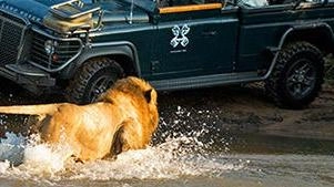 Un safari notturno nel Kruger National Park offre emozioni uniche, come l'incontro con una famiglia di leoni durante la caccia. Il parco sudafricano, vasto e ricco di biodiversità, regala esperienze straordinarie con la sua fauna selvatica e paesaggi mozzafiato. Un safari notturno nel Kruger National Park offre emozioni uniche, come l'incontro con una famiglia di leoni durante la caccia. Il parco sudafricano, vasto e ricco di biodiversità, regala esperienze straordinarie con la sua fauna selvatica e paesaggi mozzafiato.