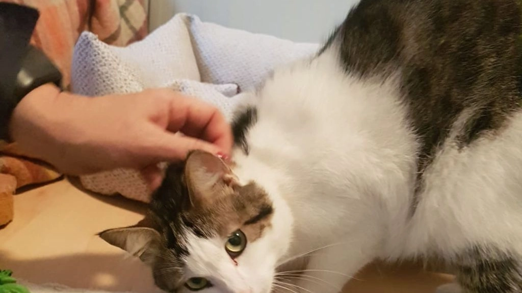 gatto