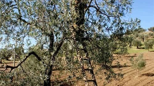 Il Consiglio comunale dei giovani e la Consulta per le politiche sociali di Pitigliano organizzano "Solid-Olio", evento di sensibilizzazione sul valore delle olive e della tradizione locale, promuovendo la generosità e la cura della natura. Il Consiglio comunale dei giovani e la Consulta per le politiche sociali di Pitigliano organizzano "Solid-Olio", evento di sensibilizzazione sul valore delle olive e della tradizione locale, promuovendo la generosità e la cura della natura.