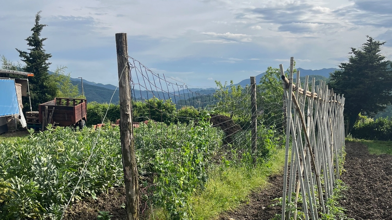 agricoltura agricoltura