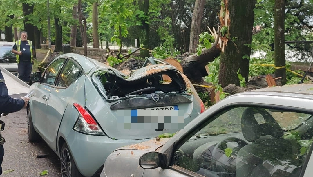 Albero crolla per il maltempo a Pisa