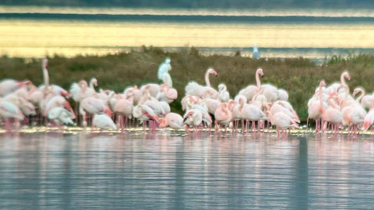 Fenicotteri nella laguna di Orbetello