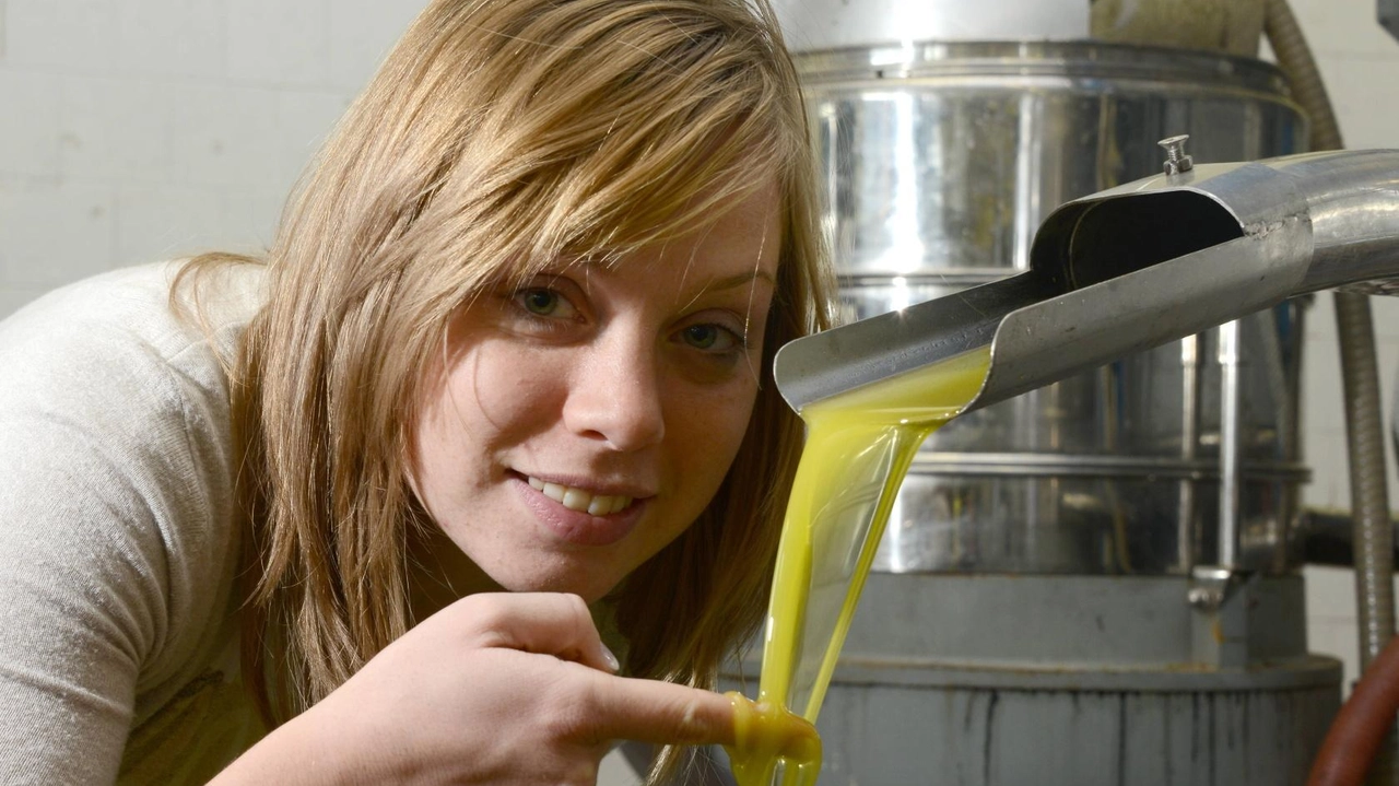 In Toscana s. ono oltre 37mila le aziende coinvolte nell’olio, con più di 400 frantoi attivi