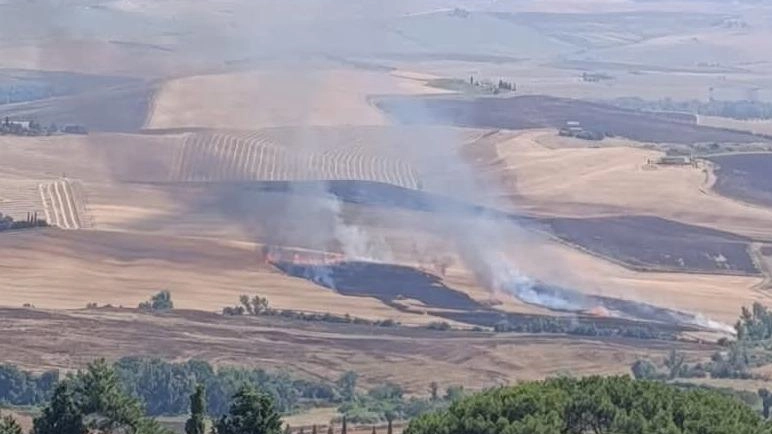 di Laura Valdesi Sono andati in fumo 50 ettari di grano nel cuore della Valdorcia, a Pienza. Un rogo che hanno... di Laura Valdesi Sono andati in fumo 50 ettari di grano nel cuore della Valdorcia, a Pienza. Un rogo che hanno...