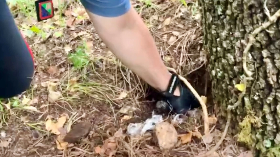 La droga rinvenuta dall’uomo in cerca di funghi era nascosta tra due alberi, sotto uno strato neanche tanto consistente di terra La droga rinvenuta dall’uomo in cerca di funghi era nascosta tra due alberi, sotto uno strato neanche tanto consistente di terra