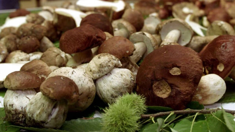Funghi in Toscana, un annata eccezionale Funghi in Toscana, un annata eccezionale
