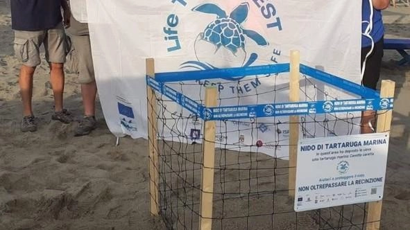 E siamo arrivati a quota dodici. Sì, perché c’è stato ancora un censimento di un nido di Caretta caretta sul... E siamo arrivati a quota dodici. Sì, perché c’è stato ancora un censimento di un nido di Caretta caretta sul...