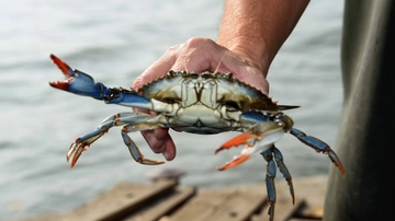 Il Mediterraneo e l’invasione di specie aliene, gli studiosi: “Tra trent’anni rischiamo anche l’arrivo di quelle dall’Atlantico”