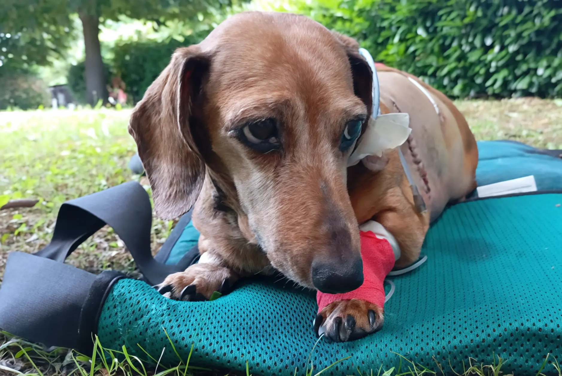 Pestata a sangue dal padrone. La bassotta Ofelia ora è all’Enpa