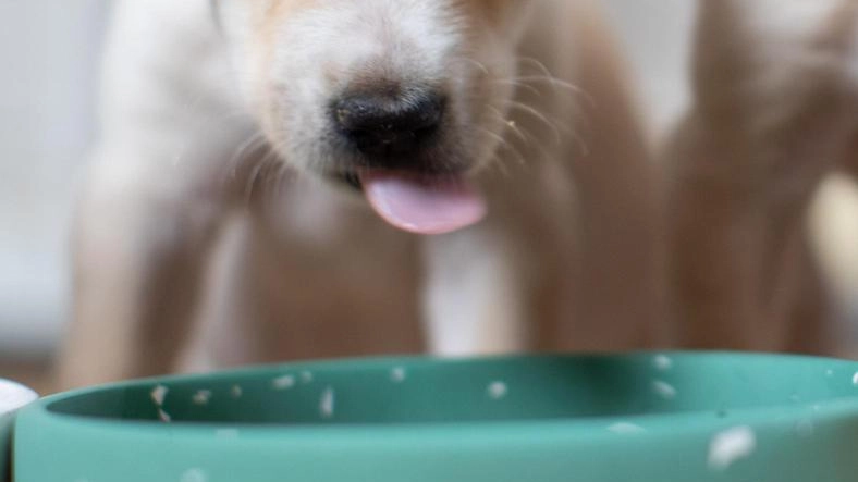 Un uomo a Siena è accusato di truffa e abbandono di animali per la vendita di cuccioli di labrador malati. Il processo è in corso con testimonianze scioccanti. Un uomo a Siena è accusato di truffa e abbandono di animali per la vendita di cuccioli di labrador malati. Il processo è in corso con testimonianze scioccanti.