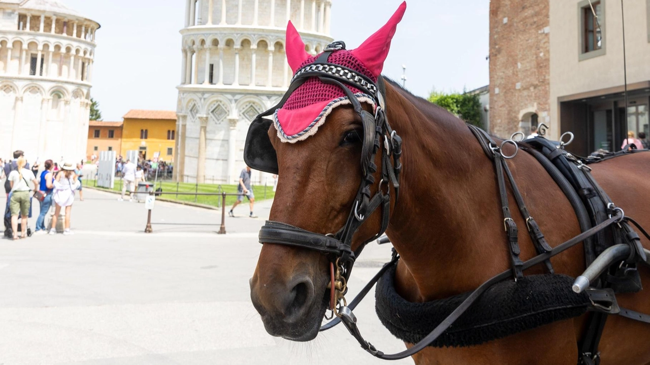 A Pisa, il caldo record mette a rischio cavalli e vetturini. Consiglieri chiedono la fine delle carrozze trainate da animali, denunciando l'inerzia della Giunta. A Pisa, il caldo record mette a rischio cavalli e vetturini. Consiglieri chiedono la fine delle carrozze trainate da animali, denunciando l'inerzia della Giunta.