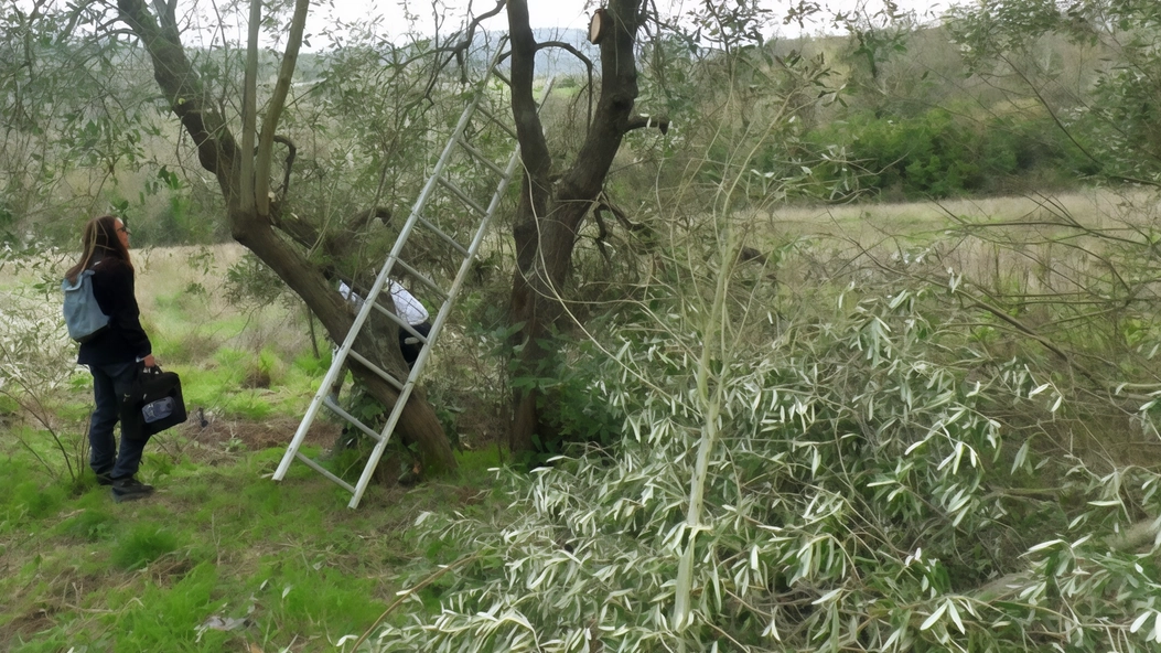 La potatuta di una pianta di olivo comporta notevoli. rischi La potatuta di una pianta di olivo comporta notevoli. rischi