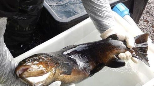Il progetto di riproduzione consentirà di portare gli avannotti anche nei corsi d’acqua fuori dalla Toscana